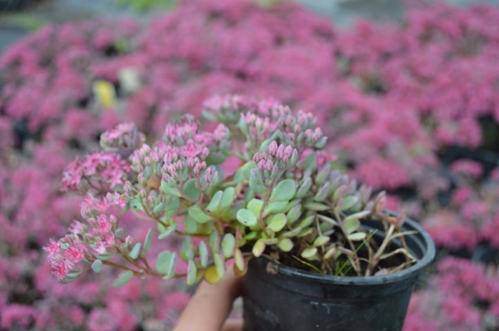 Sedum Cauticola Coca Cola Groenpalet 4524