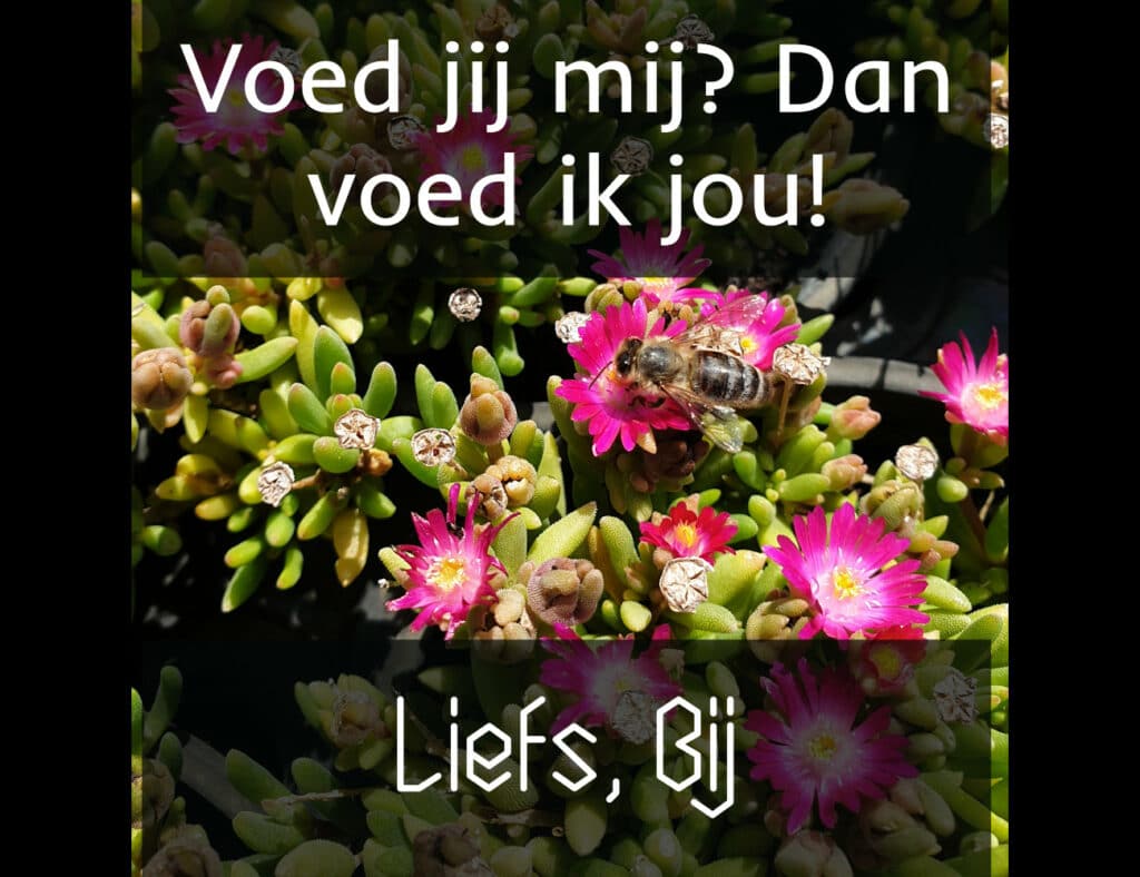bijenplanten