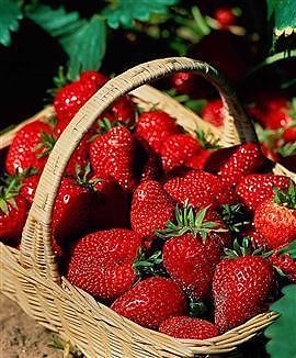De ganse zomer aardbeien