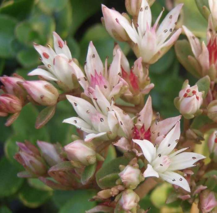 Groenpalet ontwikkelde sedum spurium 'Pink Eye'