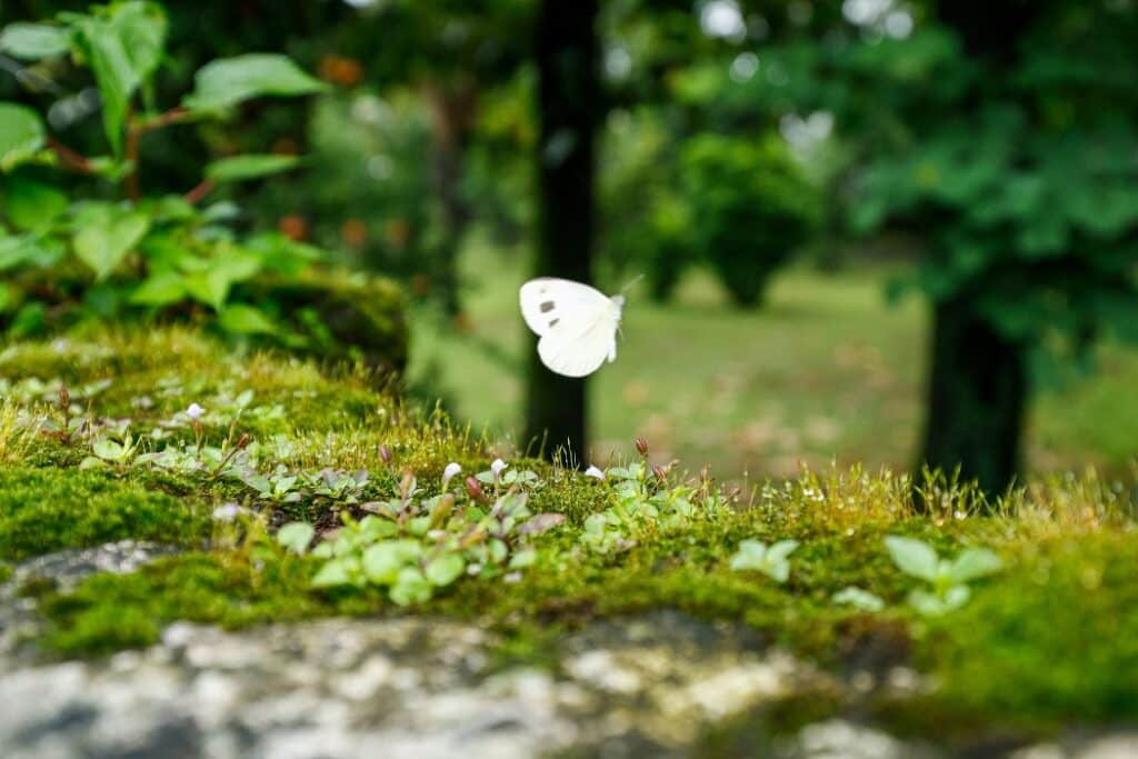 milin-john-Mosses