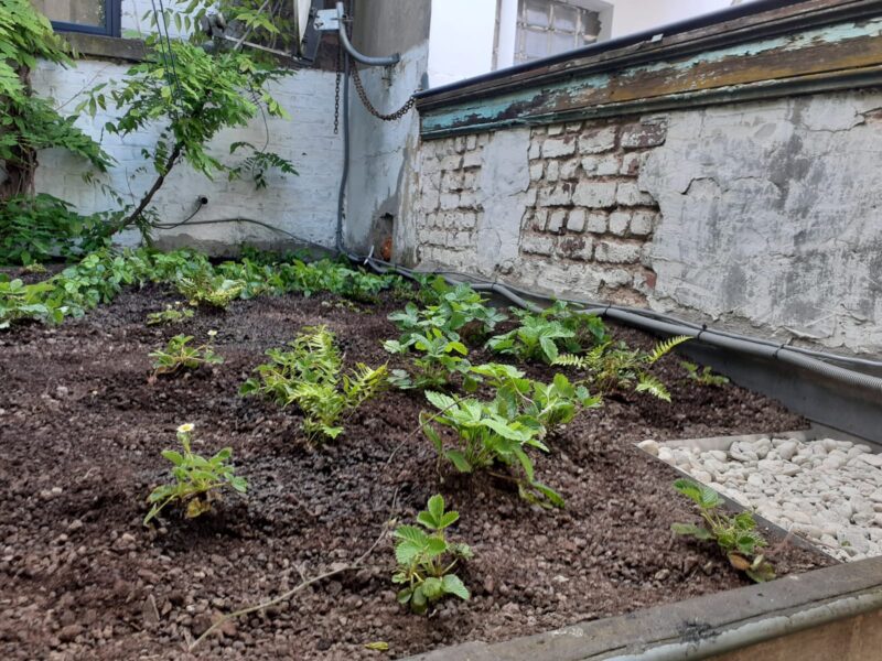 Aanleg beplanting Schaduwgroendak