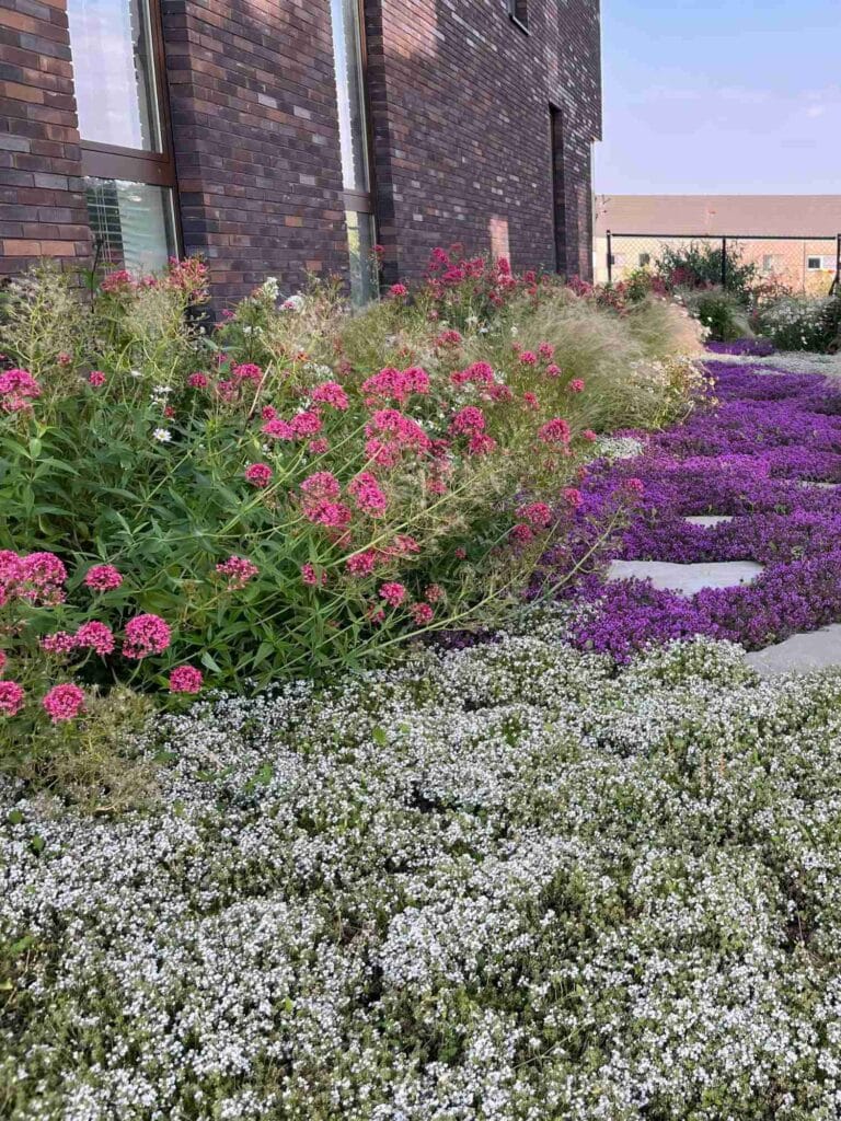 Speelse en duurzame daktuin, complete renovatie. Optimaal watergeven groendak (semi intensief met dikke substraatlaag) af en toe water bijgeven