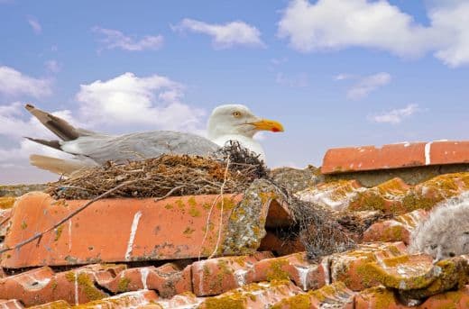 Dakschade vogels