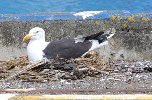 Vogels weren: verstopte afvoer dak