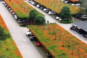 Hoe insecten meer habitat geven Parking Japan