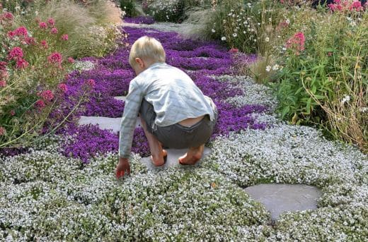 Kindvriendelijke daktuin met kruiptijm