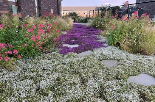 Levensduur Plat dak verdubbeld met groendak. Witte en rode tijm op daktuin.