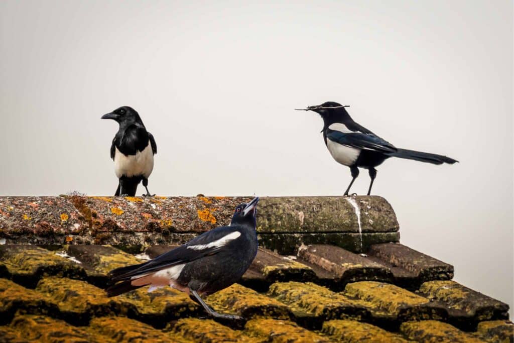 Vogels weren, overlast op je dak