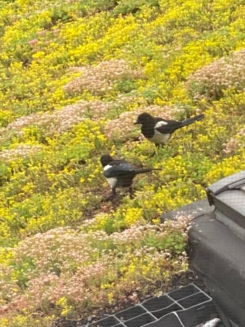 vogels weren, je kan beter het geluid dempen