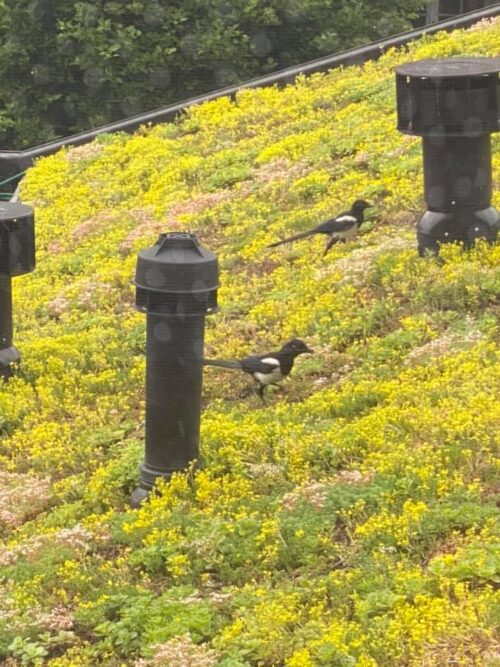 Met een groendak is vogels weren niet nodig