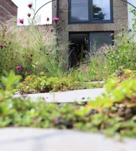 Groendak inspiratie: Bloemrijk grasland op je dak