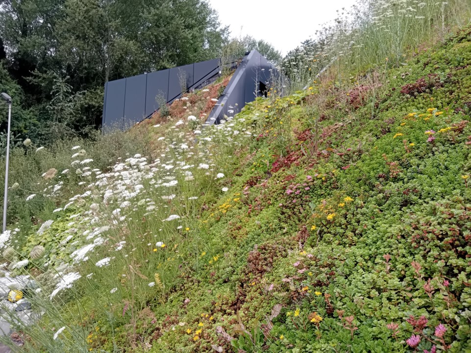 Groendak Inspiratie: Hellend dak met sedum en Witte Peen