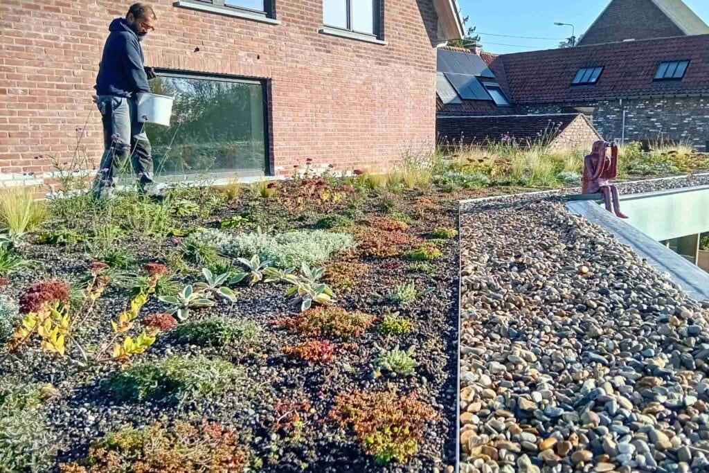Groendak met Grassen en bloemen onderhouden