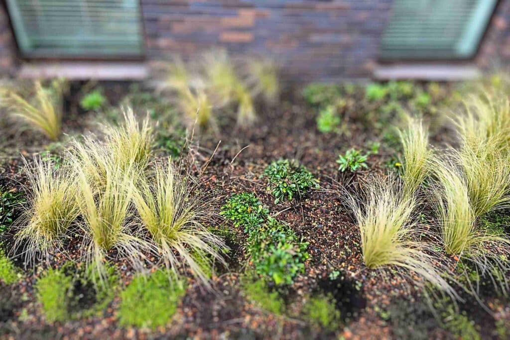 Nationale Grasdag 2025: Grassen planten op je dak