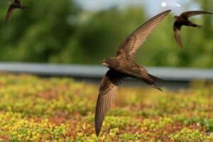 Gierzwaluwen en groendak