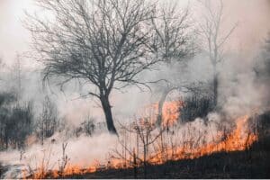 Droogte en Bosbranden