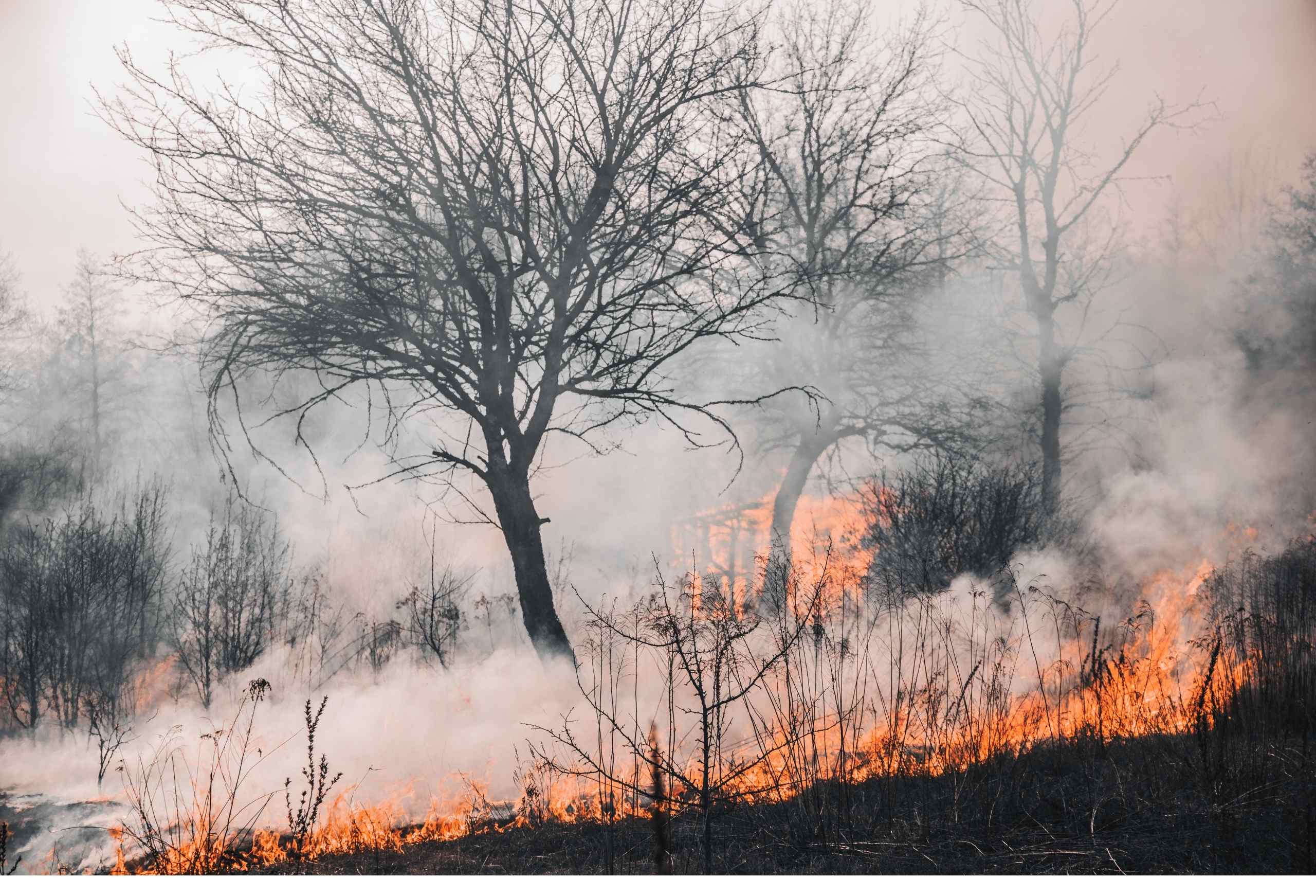 Droogte en Bosbranden